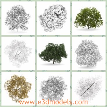 3d model the tree - This is a 3d model of the tree,which is full of leaves and are green.The model is pretty in summer and autumn.