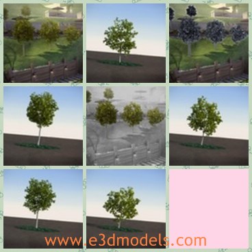 3d model the tree - This is a 3d model of the tree,which is small and growing in summer.All parts have real names for easy navigation in scene.