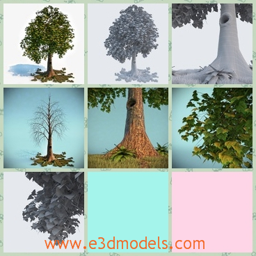 3d model the tree - This is a 3d model of the tree,which is tall and planted in spring.The model is now blooming in summer.