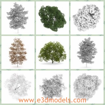 3d model the tree collection - This is a 3d model of the tree collection,which is presented in spring,in summer,in autumn and in winter.
