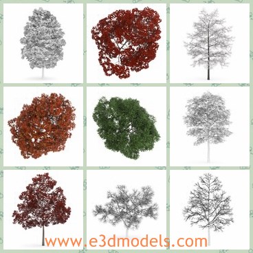3d model the tree collection - This is a 3d model of the tree collection,which is a collection containing 30 highly detailed 3D models of trees.