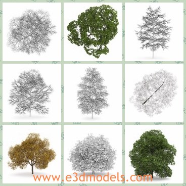 3d model the tree collectiond - This is a 3d model of the tree collection,which is made in details.