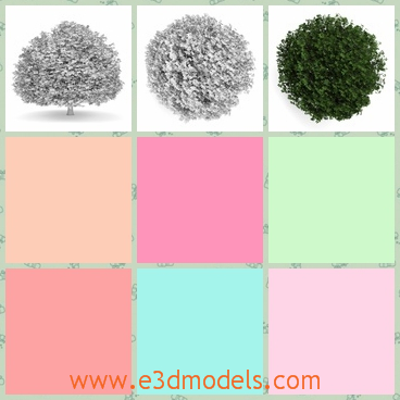 3d model the tree in round shape - This is a 3d model of the tree in the round shape,which is grew in summer and the shape is charming.