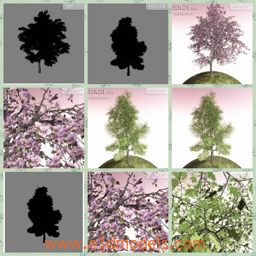 3d model the tree in spring - This is a 3d model of the tree in spring,which is built on the billboard and the tree is thin but blooming with flowers.