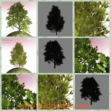 3d model the tree in summer - This is a 3d model of the tree in summer,which is tall and strong and the tree is realistic.