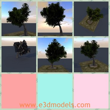 3d model the tree with a big head - This is a 3d model of the tree with a big head,which is big and flourished on the top.The model is textured and ready to be used in construction.