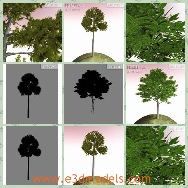 3d model the tree with foliage - This is a 3d model of the tree with foliage,which is green and pretty.The model is tall and thin.
