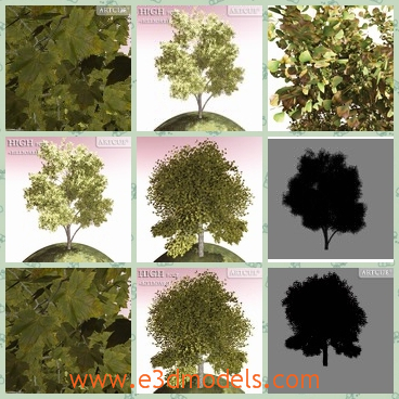 3d model the tree with heavy leaves - This is a 3d model of the tree with heavy leaves,which are planted in the garden and other places.