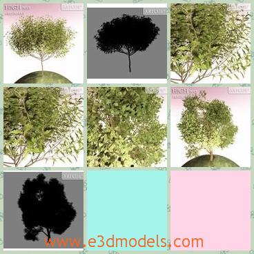 3d model the tree with leaves - This is a 3d model of the tree with leaves,which are small and lovely.The model is common in the park and in the street.