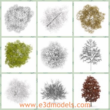 3d model the trees - This is a 3d model of the trees,which is common in life.THe tree shows up in summer,in winter,in spring and in autumn.