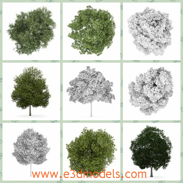 3d model the trees - This is a 3d model of the collection of trees in differetn shapes,which is green and bloomed in summer.