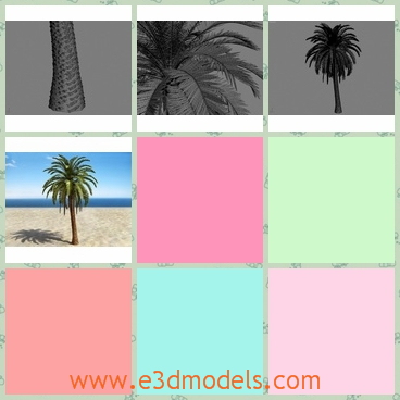 3d model the tropical tree - This is a 3d model of the tropical tree,which is the palm tree and it is green and common in the tropical areas.