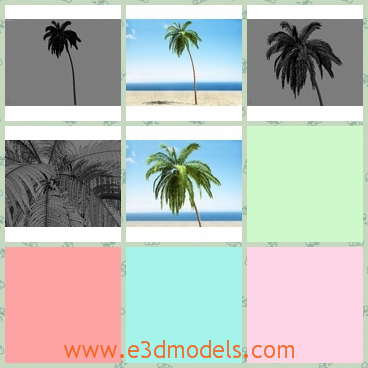 3d model the tropical tree-coconuts - This is a 3d model of the tropical tree-coconuts,which is the common plant in the desert.