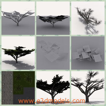 3d models of African trees - This small pack containing two low-poly 3d models of African Acacia trees.

 These trees have thin crooked branches and many sharp leaves.