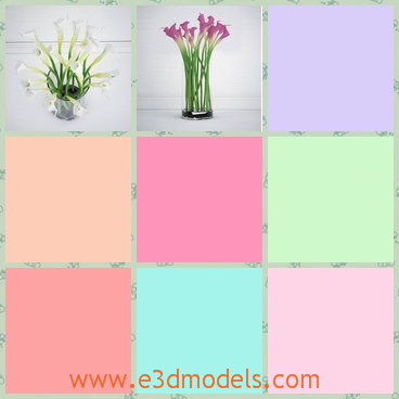 3d models of calla lilies - There we have two 3d models which are about some calla lilies in glass vases. These lilies have different colors and they all have thin and green stems.