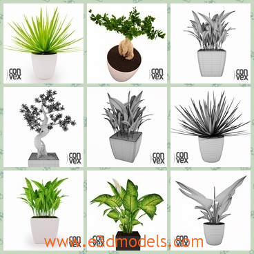 3d models of many potted plants - These are high quality 3d models which are  about some green plants growing in different pots. They are very beautiful and can make your house more lovely.