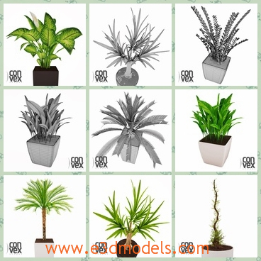 3d models of potted plants collection - There we have several 3d models which are a collection of some green potted plants. There we can see a tall plant with thin long leaves on the top and many other plants.