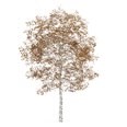 3d model the birch in fall