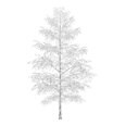 3d model the birch in winter
