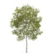 3d model the green leaves of birch