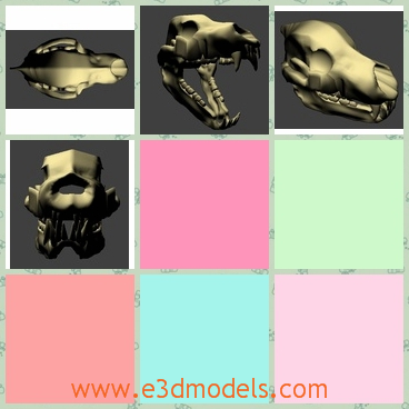 3d model of grizzly bear skull - Here is a 3d model which is about a grizzly bear skull. This skull has a long jaw and several pointed teeth.