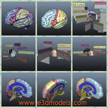 3d model the brain of humans - This is a 3d model of the brain of humans,which is curved and it is a part of the organ system.