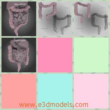 3d model the colon of human body - This is a 3d model of the colon of human body,which contains the large part and the small part and the the organ is very important to human.