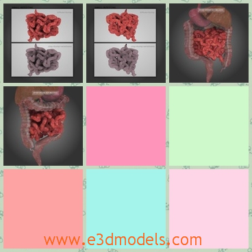 3d model the detailed small intestine - This is a 3d model of the detailed small intestine,which are the parts of human.The model is accurately made from actual photographs and encyclopedia references.