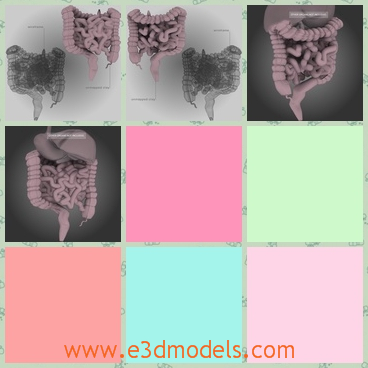 3d model the digestive systom of human - This is a 3d model of the digestive systom of human beings,which is gathered and overlapped.The model is small but contains many parts of the body.