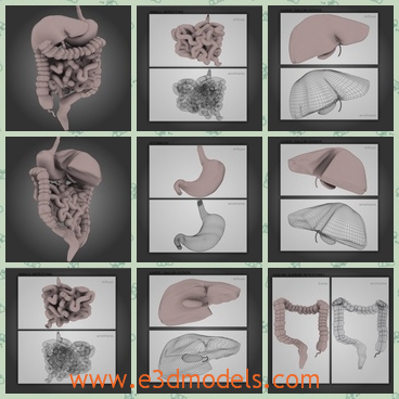 3d model the digestvie system of human - This is a 3d model of the digestive system of human body,which is purplexed to see clearly and they all are so imoortant for human.