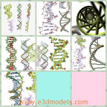 3d model the dna chain - This is a 3d model of the DNA chain,which are colorful and look like a fine and great line.The model is the emlarged version of the original ones.