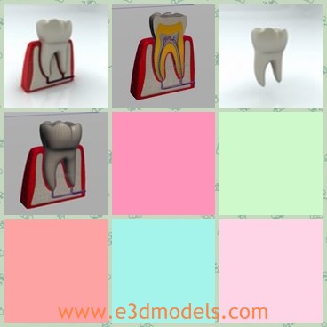 3d model the fake tooth - This is a 3d model of the fake tooth,which is big and hard.The model is made according to the animals.