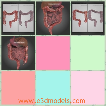 3d model the highly detailed colon of human - This is a 3d model of the highly detailed colon of human beings,which is the internal part of people.