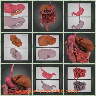 3d model the human internal organs - This is a 3d model of the human internal organs,which are the main parts of a body.The model is related to one another.