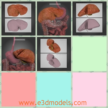 3d model the liver,stomach and esophagus - This is a 3d model of the liver,the stomach and the esophagus,which are linked to each other.