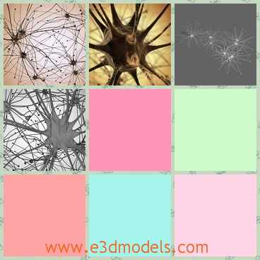 3d model the neurons of humans - This is a 3d model of the neurons of humans,which is the organ system of huamn body.The model is ready to be rendered with Blender internal, as shown in the pictures.
