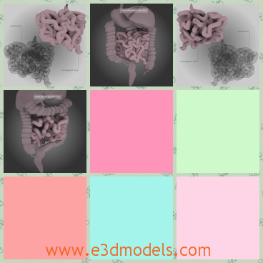 3d model the organs of body - This is a 3d model of the organs of body,which are the internal parts of human beings.The model is ugly to see.