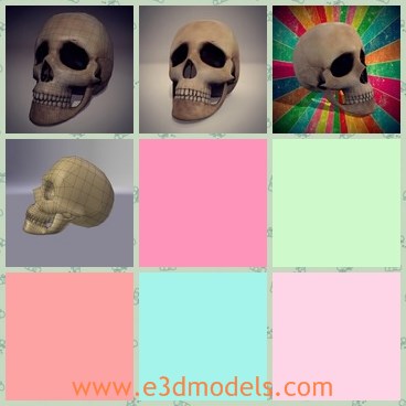 3d model the skull - This is a 3d model of the human skull,which is horrible and made according to the real ones.