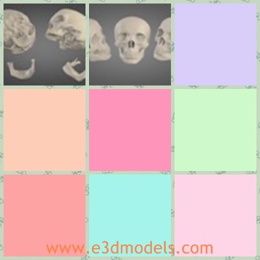 3d model the skull - This is a 3d model of the human skull,which is detailed and made with plastic material.The skull is similar to the real one.