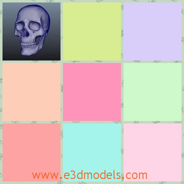 3d model the skull of a human - This is a 3d model of the human  skull,which is horrible to see and the teeth show out clearly.