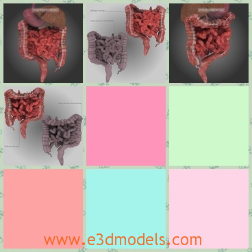 3d model the small intestine of human - This is a 3d model of the small intstine of human,which is a collection.The organs in the body is unclear to see by eyes.