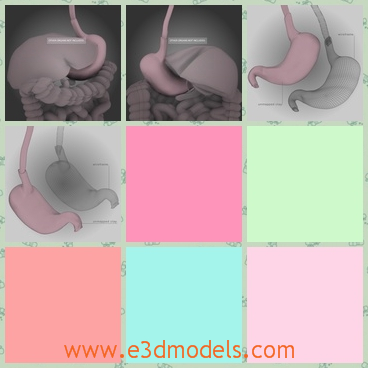 3d model the stomach- a part of the digestive syst - This is a 3d model of the stomach,which is a part of the human body.The model is ready for any type of medical presentation or animation.