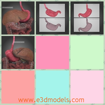 3d model the stomach links to the esophagus - This is a 3d model of the stomach links to the esophagus,which is small but it can spread.The model works by itself.