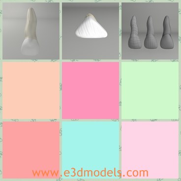 3d model the tooth - This is a 3d model of the tooth,which is the incisor in people's mouth.The model is made with high quality,the same as the real one.