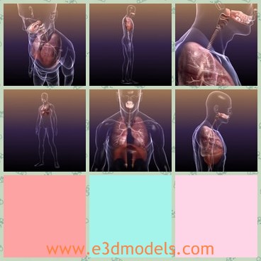 3d model the transparent body - This is a 3d model of the transparent body,which clearly shows the internal organs of human beings.