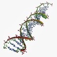 3d model the dna chain