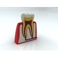 3d model the fake tooth