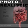 3d model the human internal organs
