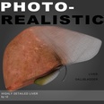 3d model the liver,stomach and esophagus