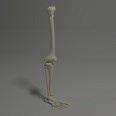 3d model the skeleton leg